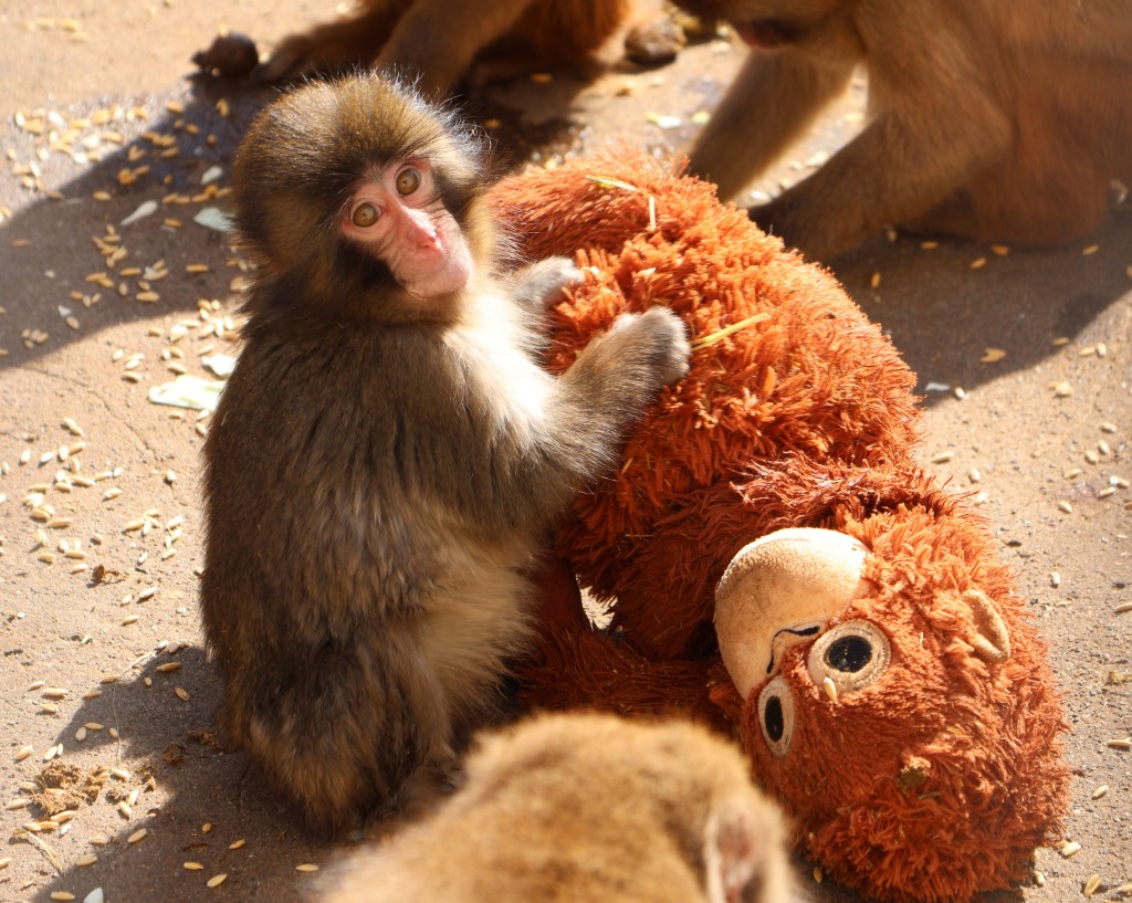 ichikawa_zoo@X