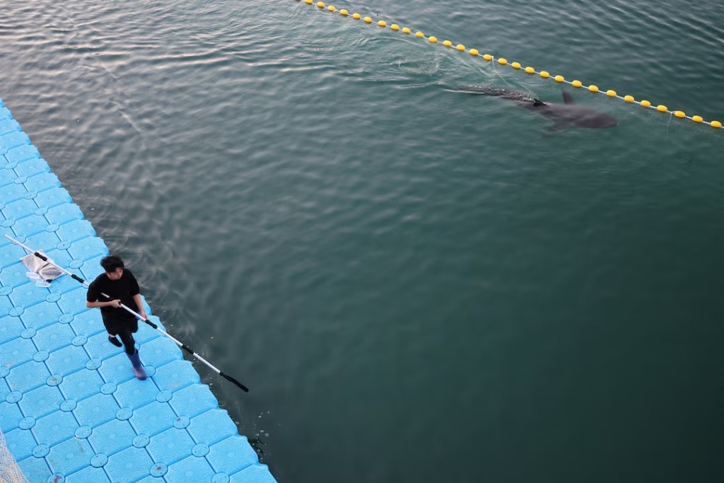 A diver walks along with a shark nicknamed "Bukangi" swimming in a canal as he takes part in an operation to guide it out of the canal at the North Port in Busan, South Korea, October 21, 2026. REUTERS/Kim Hong-Ji 