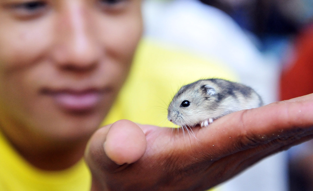 An exhibitor shows a hamster on his palm at a pet show in China on August 19, 2014. File photo. An exhibitor shows a hamster on his palm at a pet show in China on August 19, 2014. File photo.