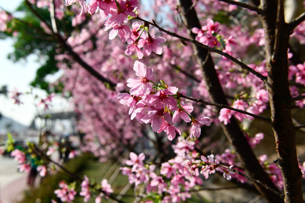 Cherry blossom trees planted by the Airport Authority along Chek Lap Kok South Road.