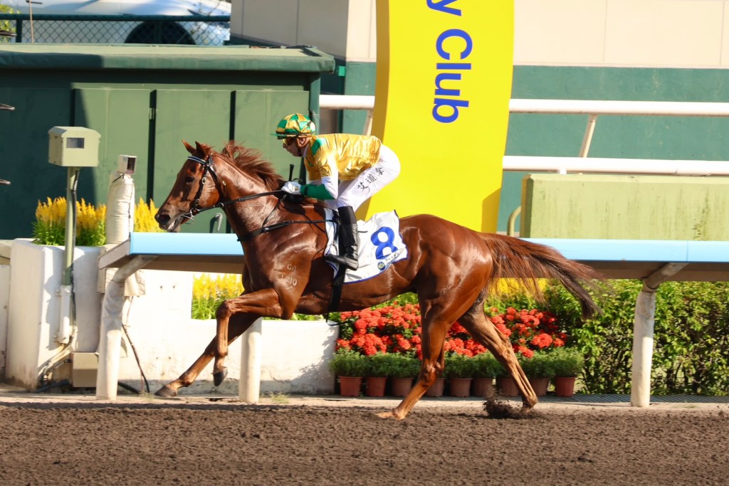 Bustling City, ridden by Brenton Avdulla, is emerging as start all-weather sprinter. Sing Tao.