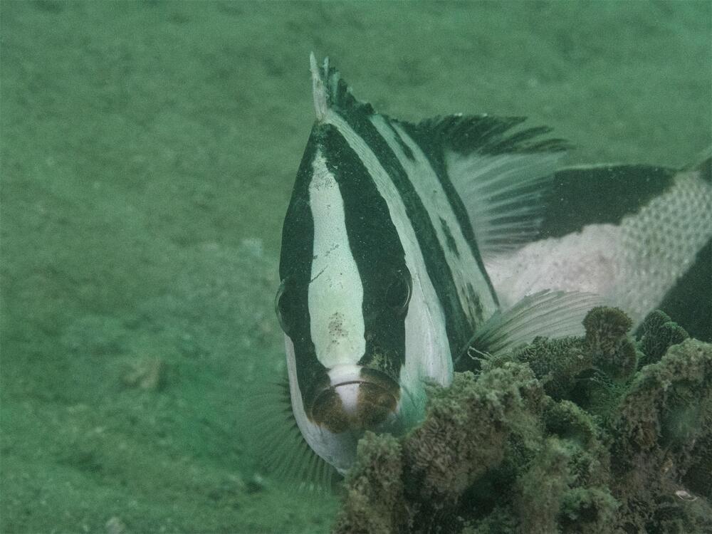 Photo shows a snapper at Sharp Island. Photo shows a snapper at Sharp Island.