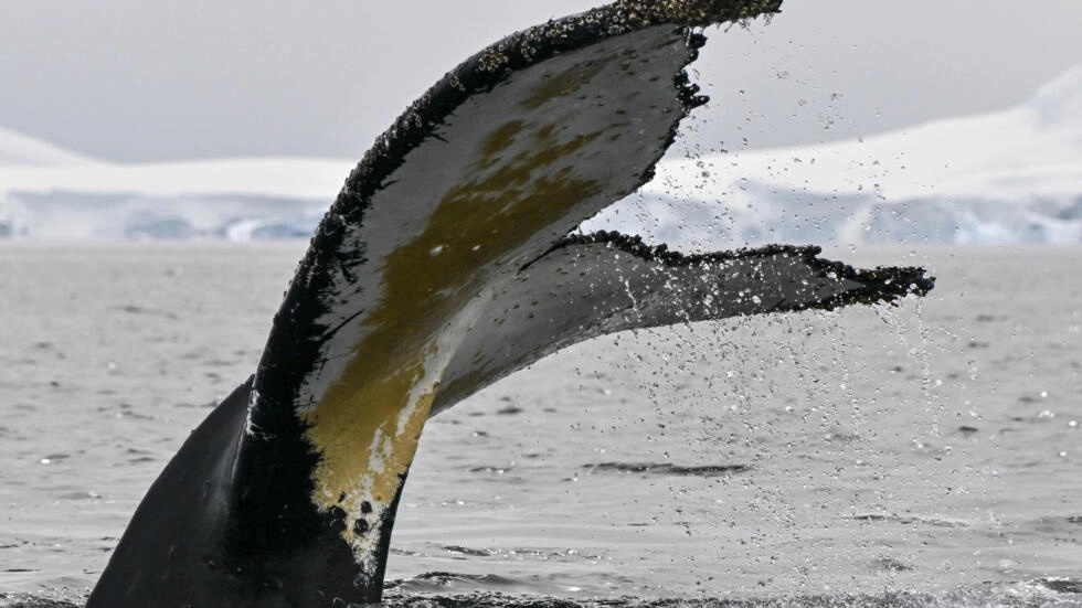 Photo identification is common in the study of marine mammals, although the use of fluke identification is most used with humpbacks both because of their unique markings, and their habit of raising their tails out off the water while diving © Juan BARRETO / AFP Photo identification is common in the study of marine mammals, although the use of fluke identification is most used with humpbacks both because of their unique markings, and their habit of raising their tails out off the water while diving © Juan BARRETO / AFP