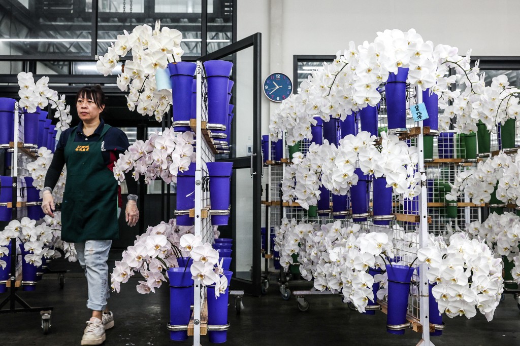Rows of orchid plants are seen on racks at a local orchid flower company in Houbi distict in Tainan on August 5, 2025. (Photo by I-Hwa Cheng / AFP)