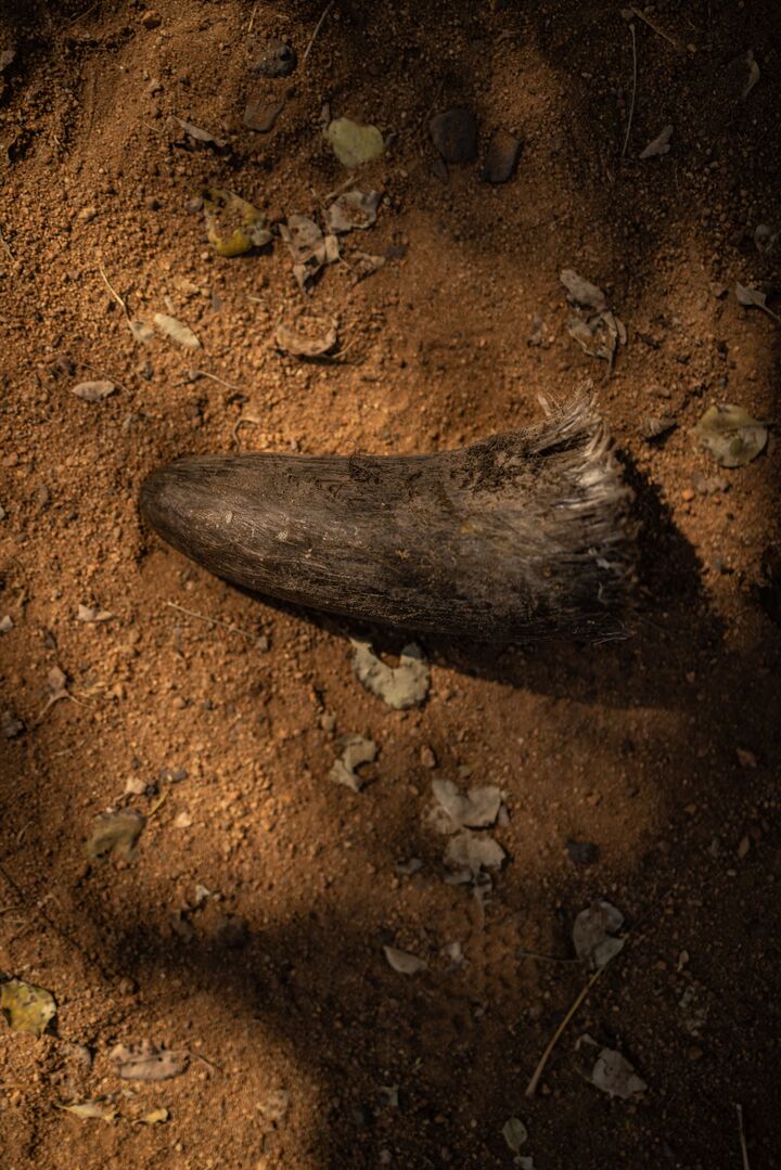 A horn which was harvested from a white rhino before it will be taken for processing on April 27, 2023 in South Africa. (Bloomberg) 