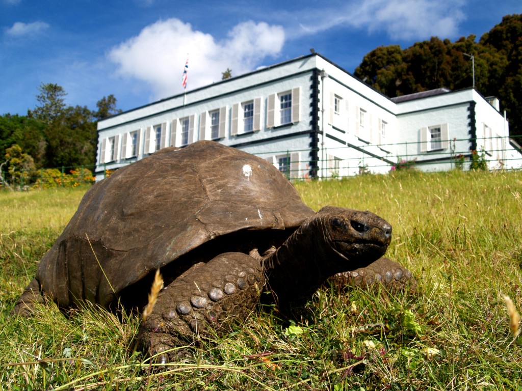 Tortoise named Jonathan, a giant tortoise believed to be the world's oldest known living land animal, stands in front of Plantation House, in St Paul on the South Atlantic island of St Helena, January 6, 2013. (Reuters)