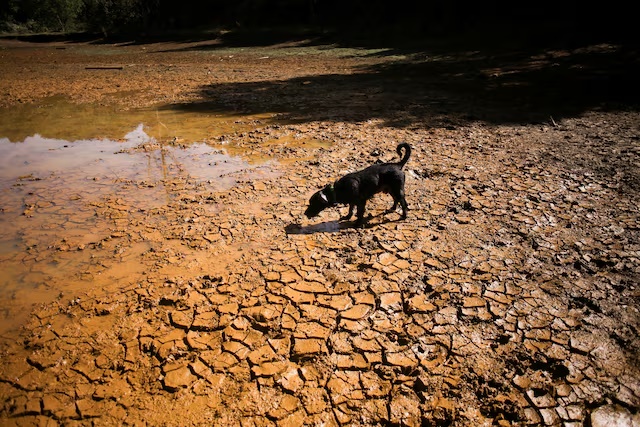 A dog walks on cracked ground at the dried-up Guarne Lagoon in Arvi Park amid drought conditions linked to the El Nino phenomenon, in Medellin, Colombia, September 3, 2026. REUTERS/Juan David Duque/File Photo