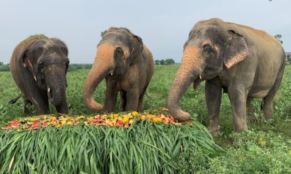 Rescued elephants eat fuits and vegetables at the Wildlife SOS Elephant Conservation and Care Center, run by a non-governmental organisation, ahead of the World Elephant Day, in the northern town of Mathura, India, August 8, 2021. REUTERS/Sunil Kataria