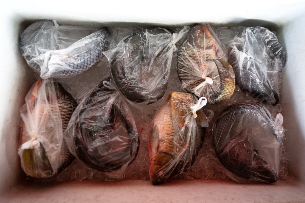 Photo by LILLIAN SUWANRUMPHA / AFP This photo taken on June 4, 2026 shows fish caught along the Mekong River for sale at a fish market in Chiang Saen, northern Thailand’s Chiang Rai province.