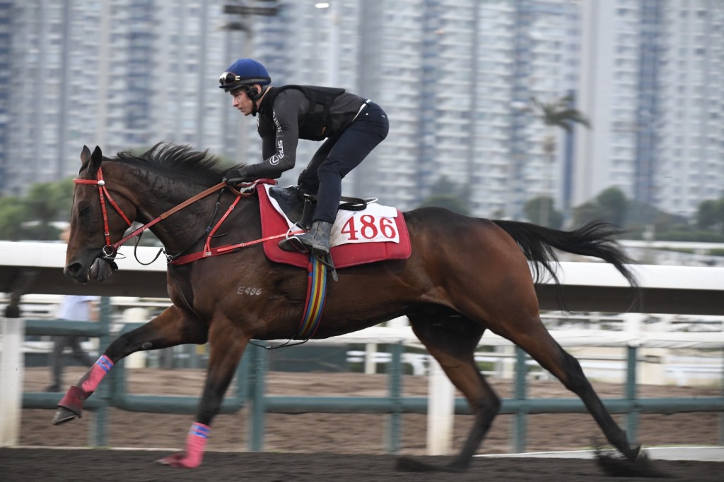 Romantic Warrior galliops under James McDonald at Sha Tin on Monday morning SING TAO 
