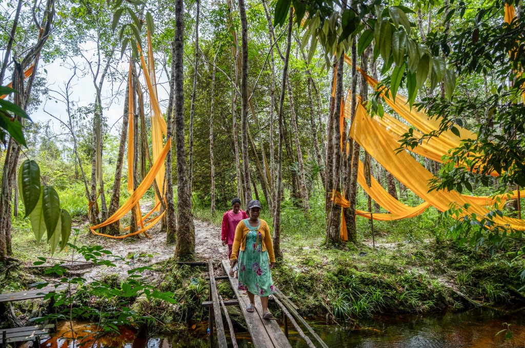 Photo by BAY ISMOYO / AFP  This picture taken on February 12, 2026 shows native Dayak tribe villager Ika Magdalena (front) and her sibling walking past trees, tied with yellow cloths as a marker for sacred sites and a symbol of protection against misfortune for Dayak people, while heading to her rubber plantation that was destroyed by an industrial logging company in Sei Gawing village, Kapuas Regency in Indonesia's Central Kalimantan Province.