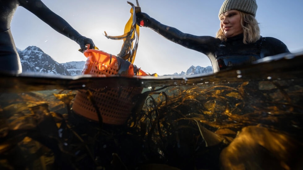 Lofoten Seaweed co-founder Angelita Eriksen picks kelp from the icy Norwegian waters © Olivier MORIN / AFP Lofoten Seaweed co-founder Angelita Eriksen picks kelp from the icy Norwegian waters © Olivier MORIN / AFP