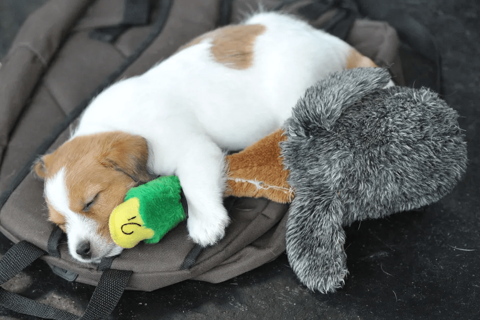 A little Jack Russell Terrier sleeps with a plush toy during the world dog show in Salzburg, Austria, on Friday, May 18, 2012. More than 30.000 dogs are expected to take part at the exhibition in Salzburg. (AP Photo/Kerstin Joensson, File)