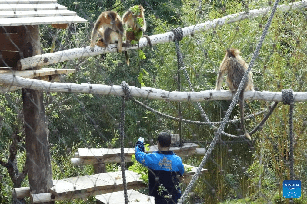 A Chinese zookeeper feeds golden monkeys inside an enclosure at the ZooPark of Beauval in Saint-Aignan, France, on May 7, 2025. Three golden monkeys from China made their public debut on Wednesday at the ZooPark of Beauval, marking the species' first journey outside Asia. (Photo: Xinhua)
