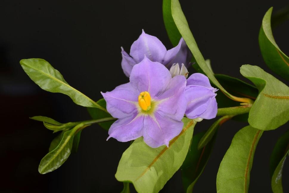 This image released by the U.S. Fish and Wildlife Service shows a flower from a shrub known as marrón bacora on March 21, 2021. The flowering shrub, found in dry forests on St. John’s, Virgin Islands, is threatened by predation, invasive species, urban sprawl, and climate change. (USFWS via AP) This image released by the U.S. Fish and Wildlife Service shows a flower from a shrub known as marrón bacora on March 21, 2021. The flowering shrub, found in dry forests on St. John’s, Virgin Islands, is threatened by predation, invasive species, urban sprawl, and climate change. (USFWS via AP)