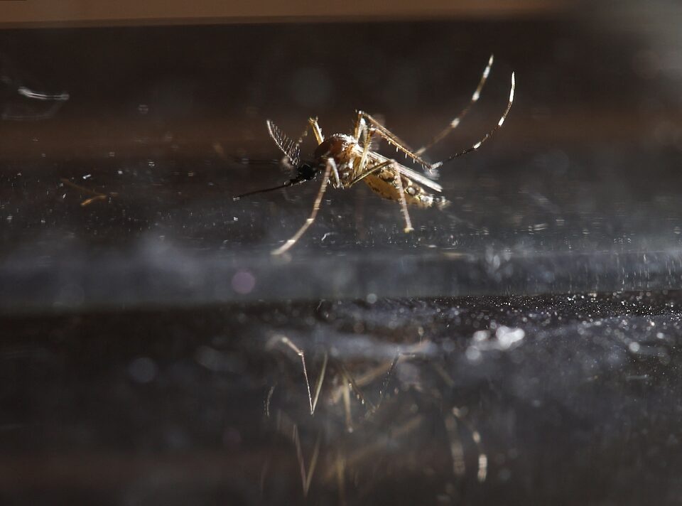 An Aedes aegypti mosquito is kept in a container in Buenos Aires, Argentina March 13, 2024. REUTERS/Agustin Marcarian/ File Photo