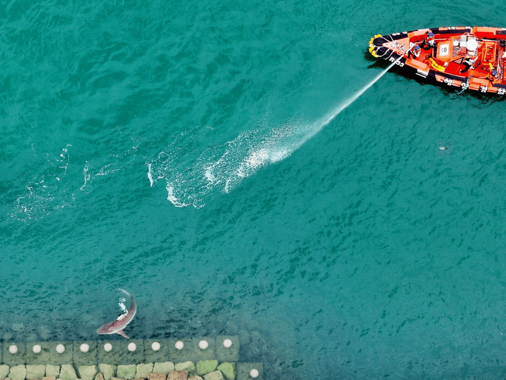 Firefighters guide a shark that has been trapped in a canal since September 18, to the outer sea in Busan, South Korea, September 29, 2026. Yonhap via REUTERS