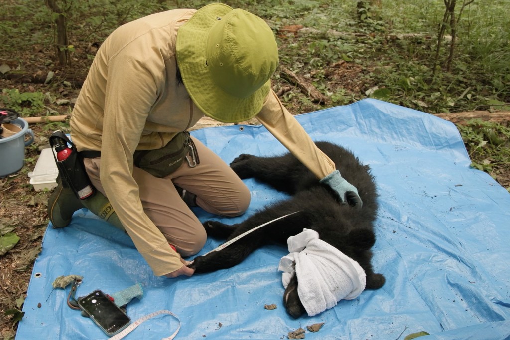 Photo by HARUMI OZAWA / AFP  This frame grab from an AFP TV video shows a small female black bear tranquillized on the ground as wild bear experts Akiko Takii (R) and Shinshu University professor Shigeyuki Izumiyama (unseen) collect blood and fur samples for academic research in Ina, Nagano Prefecture, on July 14, 2026, before the researchers weigh and measure the bear, believed to be about 18 months old, before releasing it back into the wild.