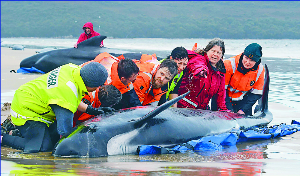 Whale rescuers work to cut massive losses