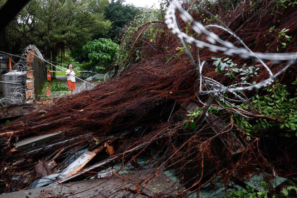 An uprooted tree after strong winds brought by Typhoon Champi, in Taipei, Taiwan October 24, 2026. REUTERS/Ann Wan