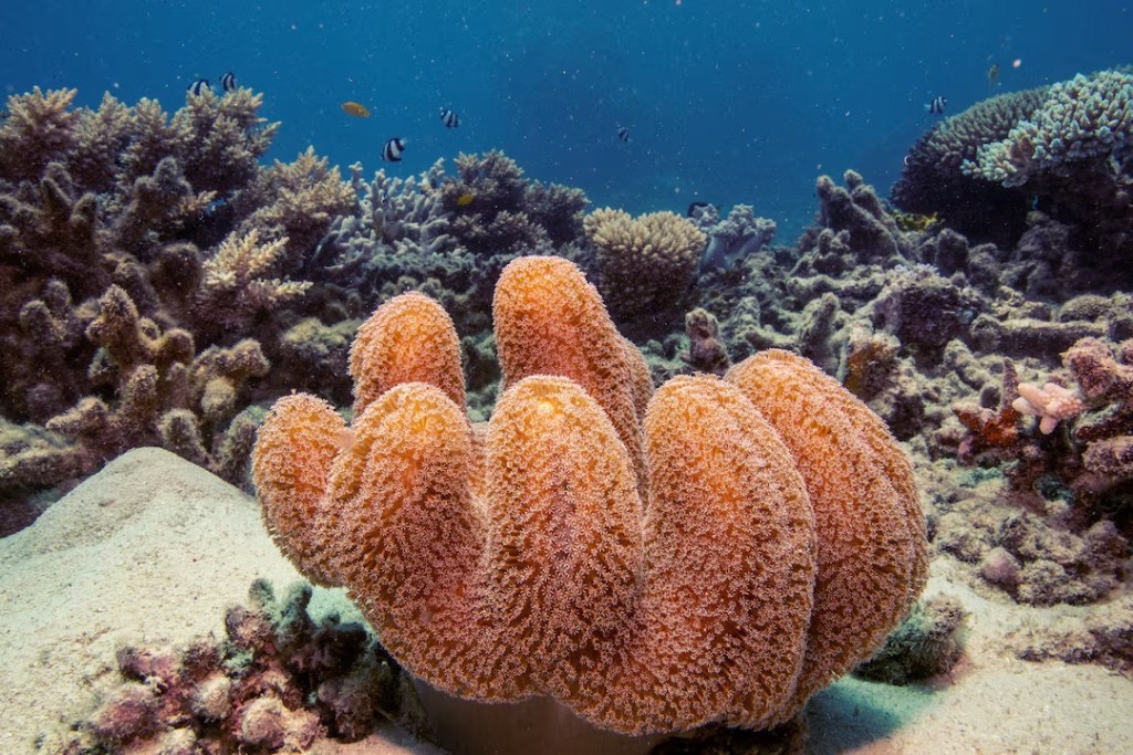 A colony of mushroom leather coral grows on the Great Barrier Reef off the coast of Cairns, Australia October 25, 2019. REUTERS/Lucas Jackson/File Photo