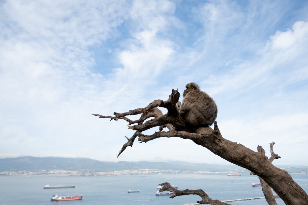 Photo by JORGE GUERRERO / AFP  A Barbary macaque (Macaca sylvanus) sits on a dead trunk in Gibraltar on May 6, 2026.