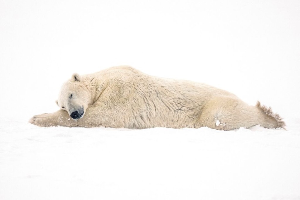 A polar bear rests after sparring with another bear near the Hudson Bay community of Churchill, Manitoba, Canada November 20, 2021. REUTERS/Carlos Osorio