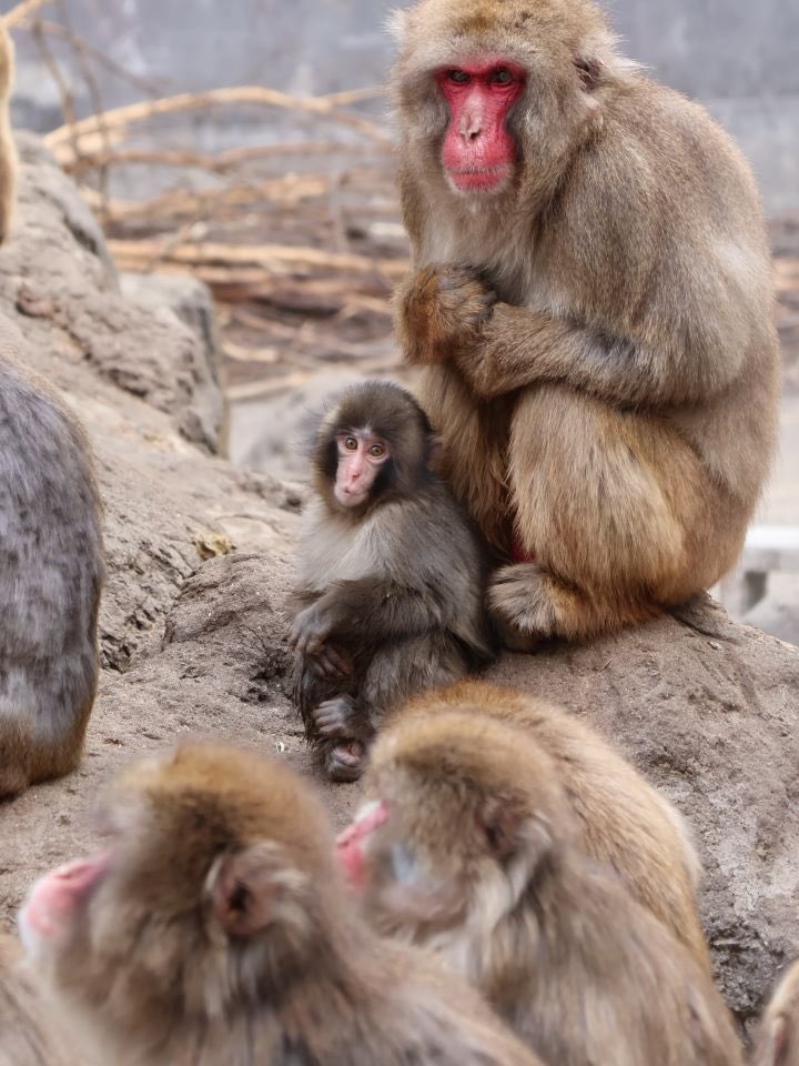 ichikawa_zoo@X