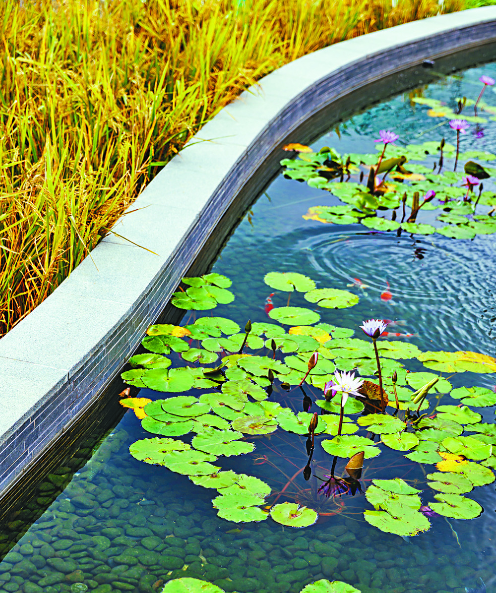 AQUAPONICS TO THE FORE: One of the carp ponds.