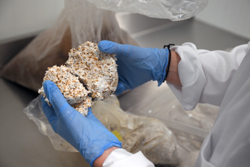 Photo by NICOLAS TUCAT / AFP  An employee holds mycelium, the root-like structure of fungi, at the Permafungi production line in Brussels on November 12, 2025.