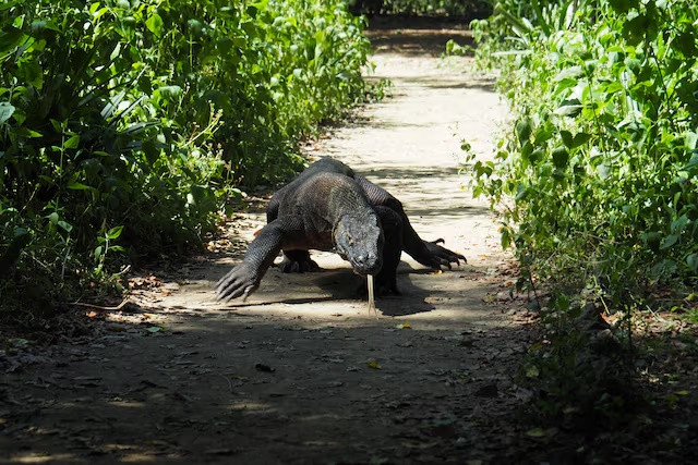 A Komodo Dragon is seen in Komodo National Park, Indonesia April 6, 2018. REUTERS/Henning Gloystein/File Photo 