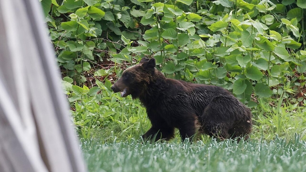 A brown bear on the loose after injuring four people in Sapporo, Hokkaido prefecture, in 2021 © STR / JIJI PRESS/AFP/File A brown bear on the loose after injuring four people in Sapporo, Hokkaido prefecture, in 2021 © STR / JIJI PRESS/AFP/File