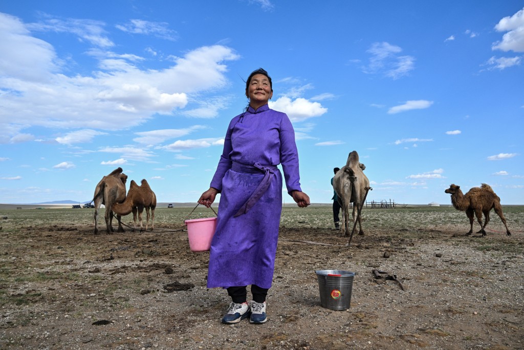 Photo by HECTOR RETAMAL / AFP In this photo taken on August 26, 2026 livestock herder Bolormaa Erdenee looks on after milking a camel in the Gobi Desert on the outskirts of Choyr, Mongolia's Govisumber province.