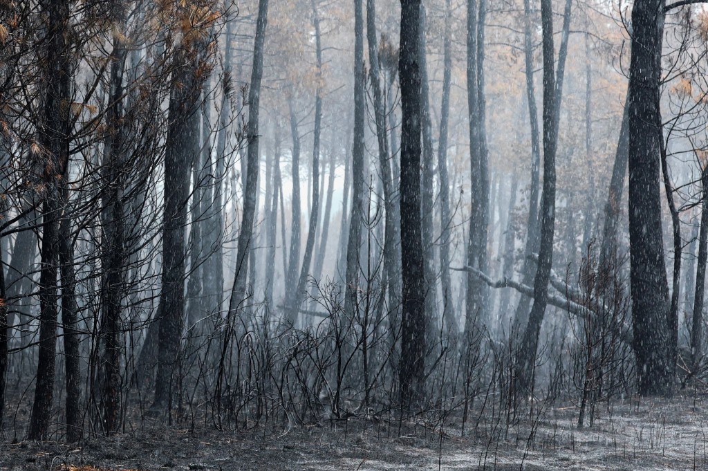 Rain falls in an area scorched by a wildfire in Le Porge, Gironde department, France, August 3, 2026. (Reuters)