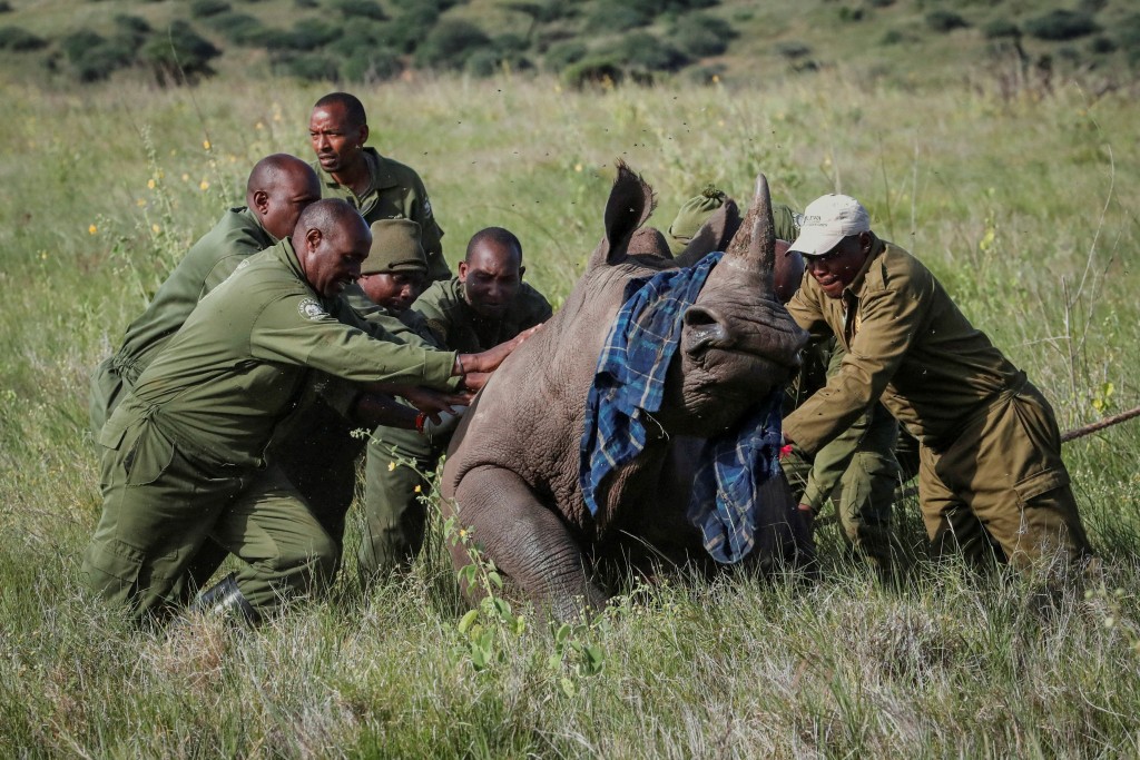 Lewa Wildlife Conservancy (LWC) rangers in partnership with Kenya Wildlife Services (KWS) rangers prepare to handle tranquillised Quintus, a 3-year-old male white rhino, at the Lewa Wildlife Conservancy, north of Mount Kenya in Meru County, Kenya May 13, 2025. REUTERS/Thomas Mukoya