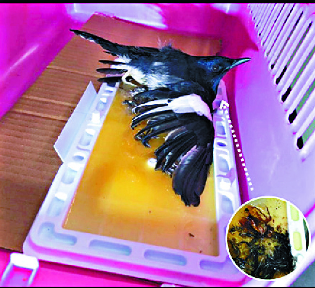 An oriental magpie-robin and a rat caught in a glue trap. Kadoorie Farm An oriental magpie-robin and a rat caught in a glue trap. Kadoorie Farm