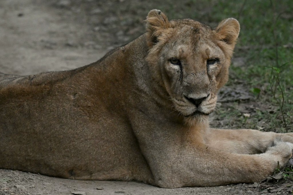 Photo by INDRANIL MUKHERJEE / AFP  This photograph taken on November 9, 2025 shows a lioness resting after a kill in Gir National Park in India's western state of Gujarat.