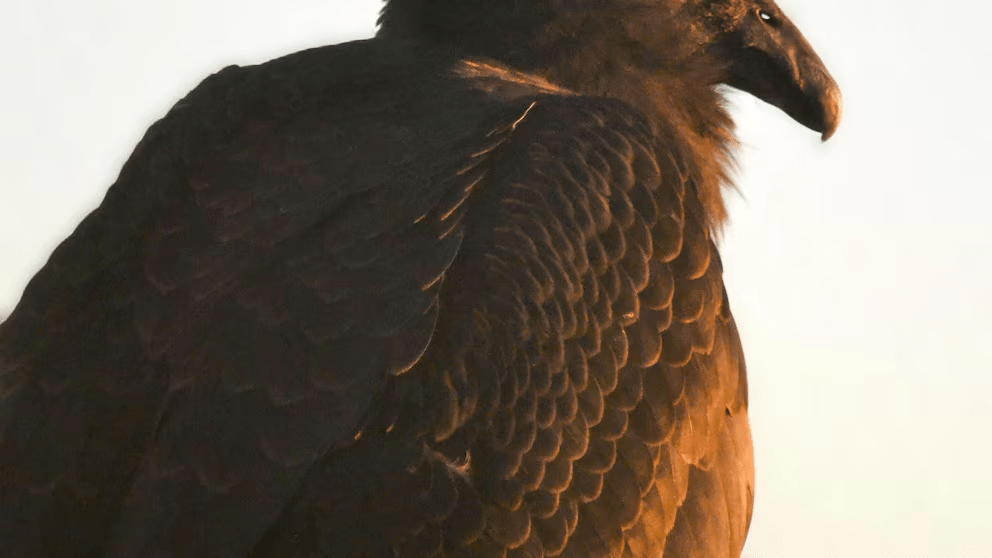 This Dec. 23, 2023 image provided by The Peregrine Fund shows a young condor named Milagra while at the World Center for Birds of Prey in Boise, Idaho. (Kelsey Tatton/The Peregrine Fund via AP) This Dec. 23, 2023 image provided by The Peregrine Fund shows a young condor named Milagra while at the World Center for Birds of Prey in Boise, Idaho. (Kelsey Tatton/The Peregrine Fund via AP)