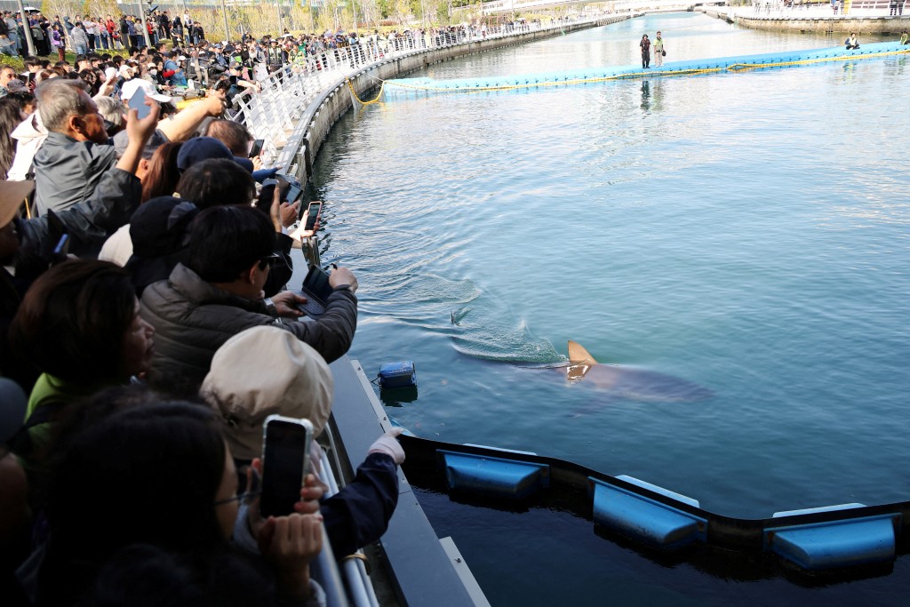 People look at a "Bukangi" swimming in a canal at the North Port in Busan, South Korea on October 21. (REUTERS/Kim Hong-Ji)