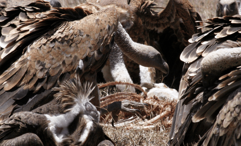 A committee of vultures gather for scavenging at the Ol Pejeta Conservancy near Nanyuki, in Laikipia county, Kenya, October 3, 2020. Picture taken October 3, 2020. REUTERS/Edwin Waita 