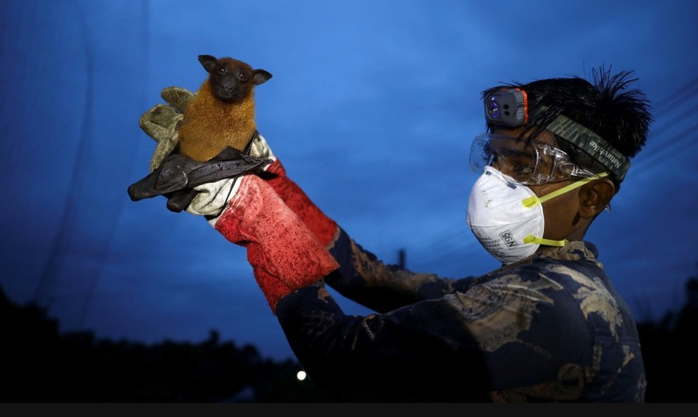 Nipah virus can be transmitted from animals to humans and between humans. (Source: Reuters)