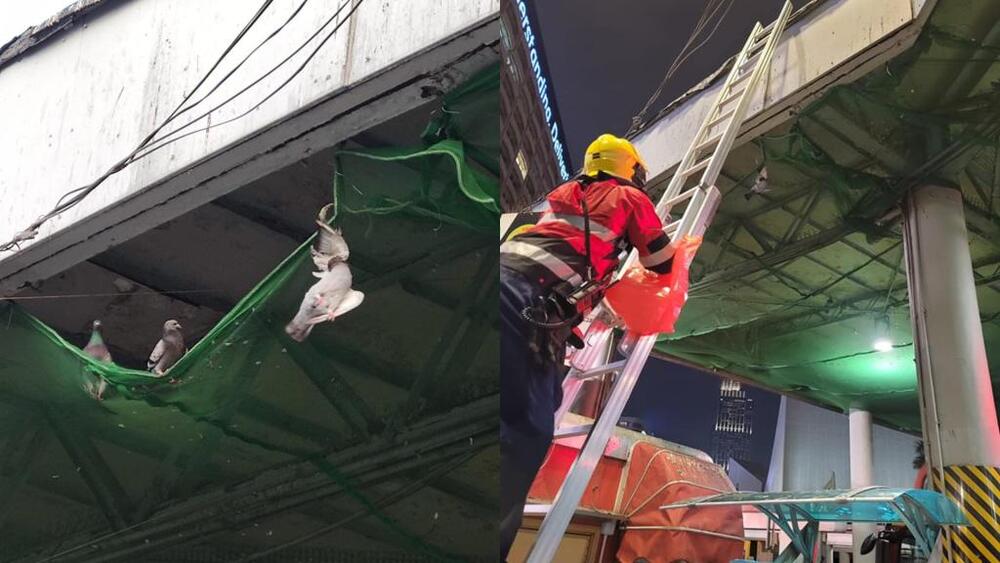 Pigeon strangled to death by anti-bird netting at Star Ferry Pier. Photo from Hong Kong Pigeon and Dove Rescue fb. Pigeon strangled to death by anti-bird netting at Star Ferry Pier. Photo from Hong Kong Pigeon and Dove Rescue fb.