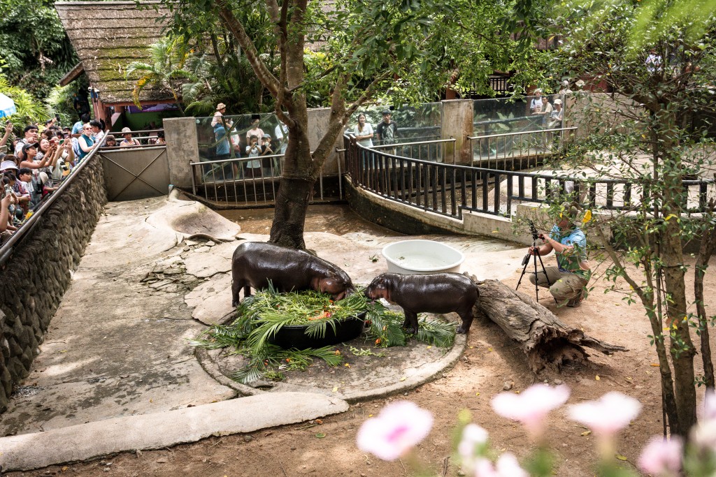 Photo by CHANAKARN LAOSARAKHAM / AFP  Visitors watch as Moo Deng (R), a 1-year-old female pygmy hippo who became a viral internet sensation, eats birthday cake with her mother in their enclosure at Khao Kheow Open Zoo in Chonburi province on July 10, 2025.