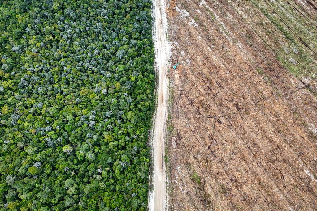 Photo by SATYA ADHI / AFP This picture taken on February 11, 2026 shows native forest trees (L) and land cleared and prepared for industrial planting (R) in Lahei Mangkutup, Kapuas Regency in Indonesia's Central Kalimantan Province.