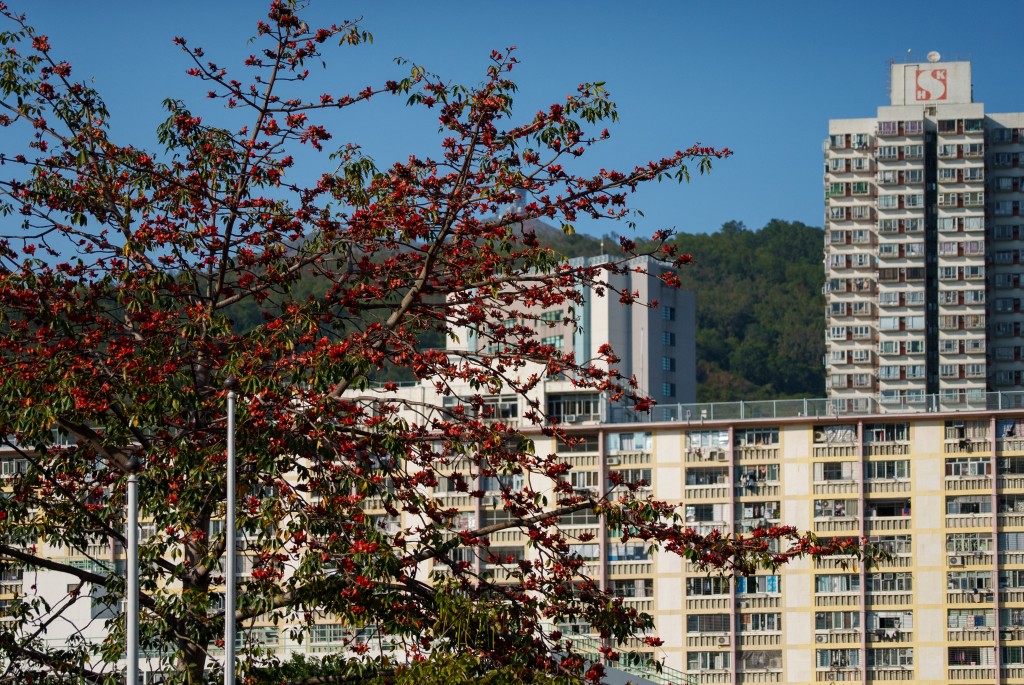 Photo by YAN ZHAO / AFP  A kapok tree blooms with vibrant red flowers while retaining green foliage that typically would have shed during winter, in Hong Kong on March 15, 2026.