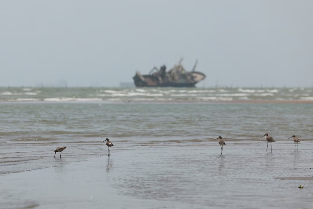  Birds on the beach, with vessels in the Strait of Hormuz visible near the beach of Bandar Abbas, Iran, August 25, 2026. Majid Asgaripour/WANA (West Asia News Agency) via REUTERS