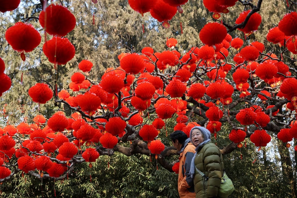 An elderly woman walks with a man near red lanterns decorating a tree at a park, before the Lunar New Year celebrations, in Beijing, China January 24, 2025. REUTERS/Florence Lo An elderly woman walks with a man near red lanterns decorating a tree at a park, before the Lunar New Year celebrations, in Beijing, China January 24, 2025. REUTERS/Florence Lo