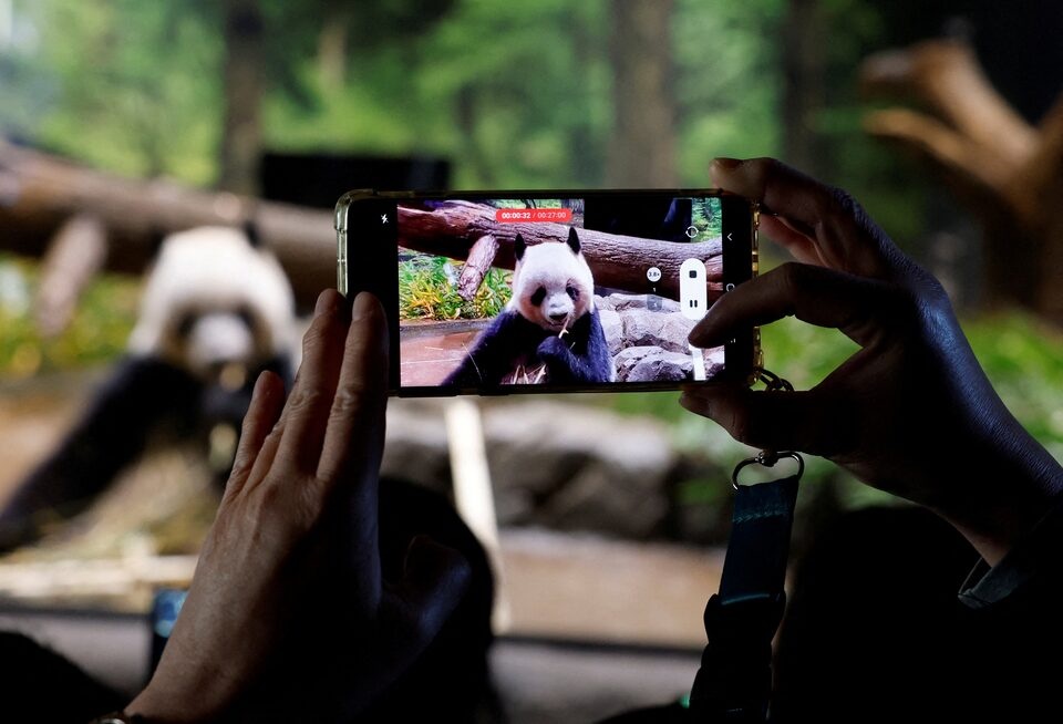 A visitor films four-year-old giant panda Lei Lei at Ueno Zoo, a day after news broke that Japan will return two giant pandas to China at the end of January 2026, in Tokyo, Japan, December 16, 2025. REUTERS/Kim Kyung-Hoon TPX IMAGES OF THE DAY