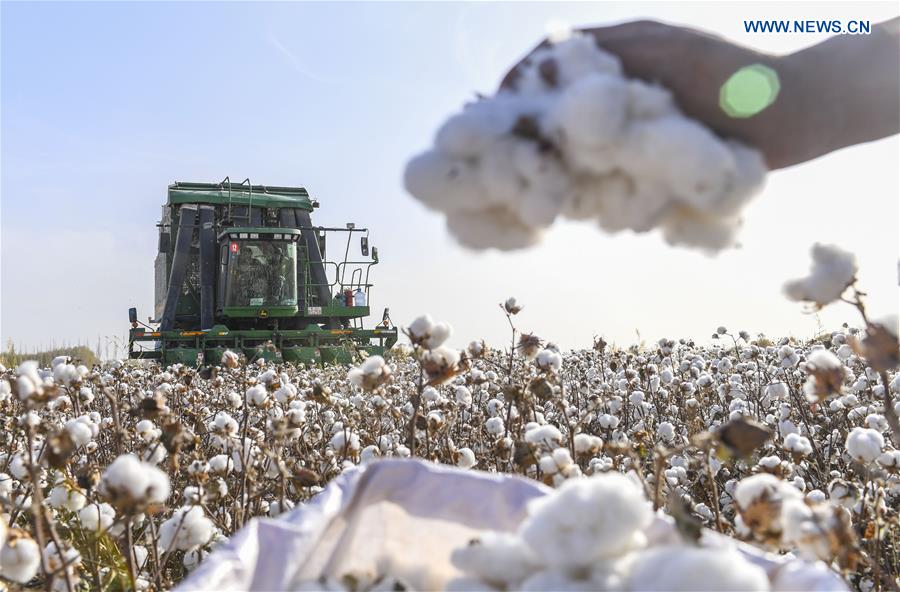 A cotton picking machine in a field in Dolatbag town of Bachu county, in Xinjiang. A cotton picking machine in a field in Dolatbag town of Bachu county, in Xinjiang.