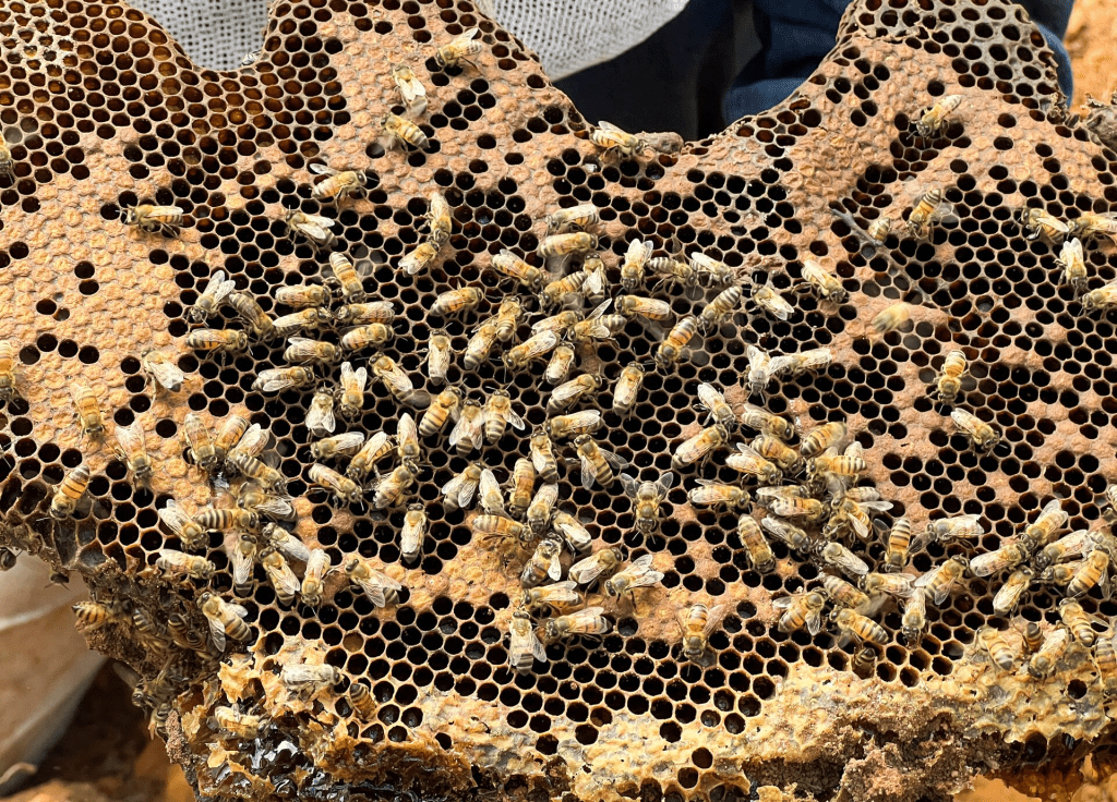 A hive of wild bees is photographed where volunteer farmers work to relocate them, protecting them from the lack of flowering caused by drought and attacks by people who consider them aggressive, in Santa Ana Zegache, Mexico April 30, 2024. REUTERS/Jose de Jesus Cortes